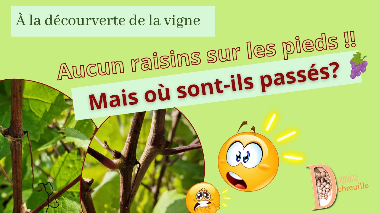 Filage ou coulure ?! Bref il n'y a pas de raisins cette année !!!