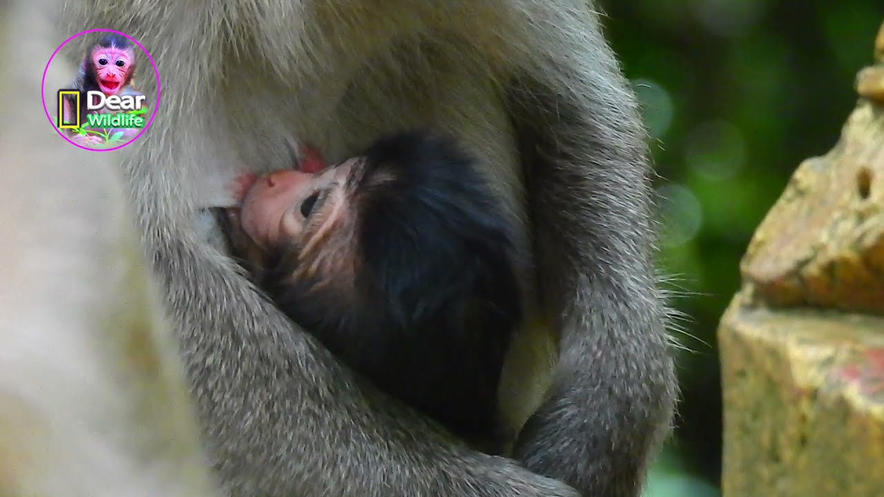 Very Popular Wildlife Newborn Baby Mamo But Mom Marci Is Very Tired After Gives Birth