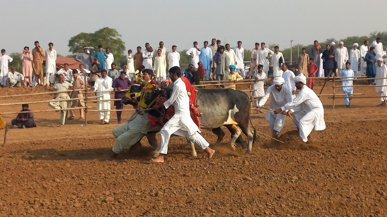 Punjab Dy Rang is live