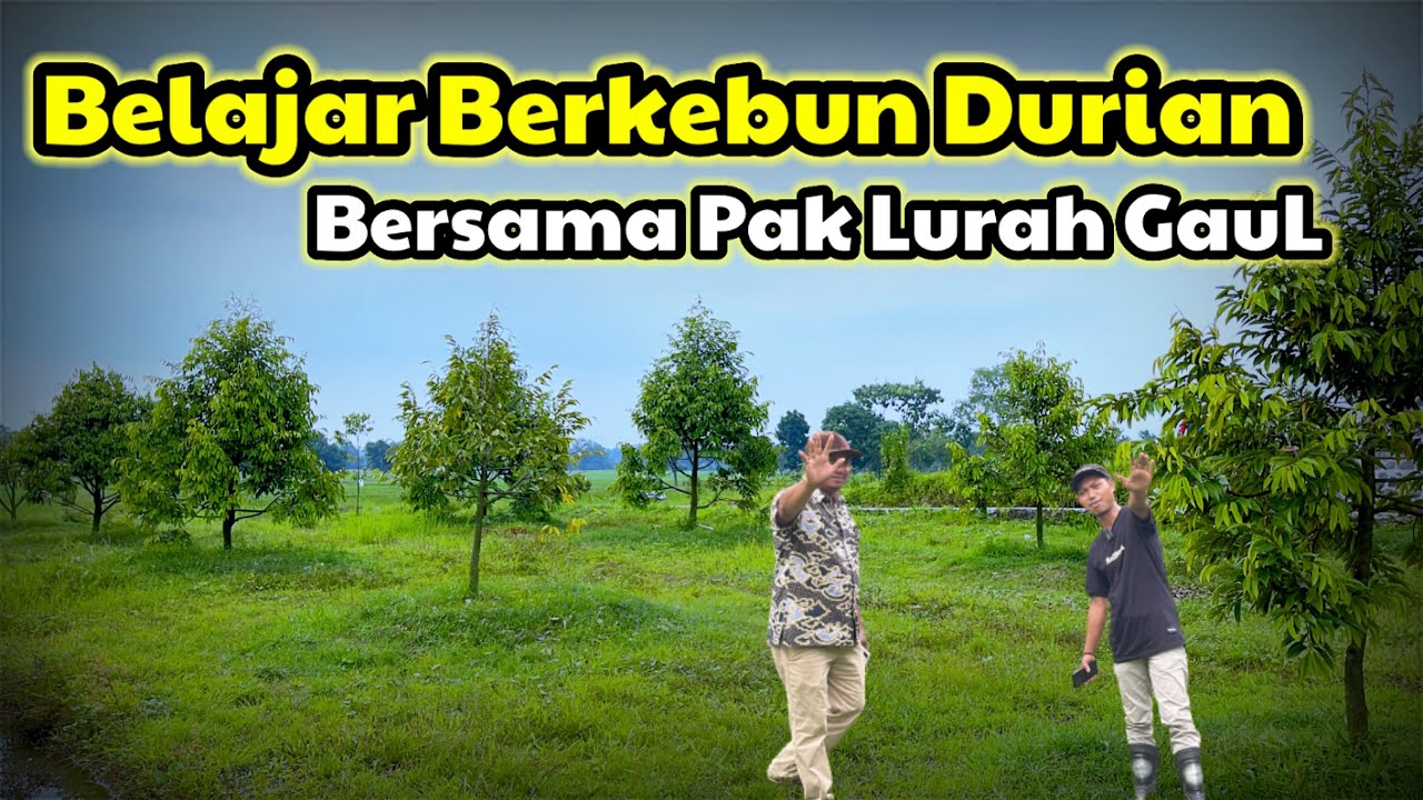 Kebun Durian Pak Kuwu,Tumbuh subur ditanah lengket seperti lempung,Begini cara merawatnya