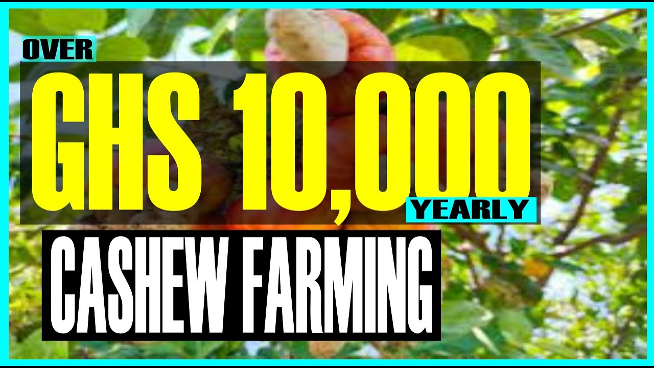 🔴 CASHEW FARMING: Cost & Revenue Estimates For One Acre Of Cashew Farm #ashcotv #agribusiness