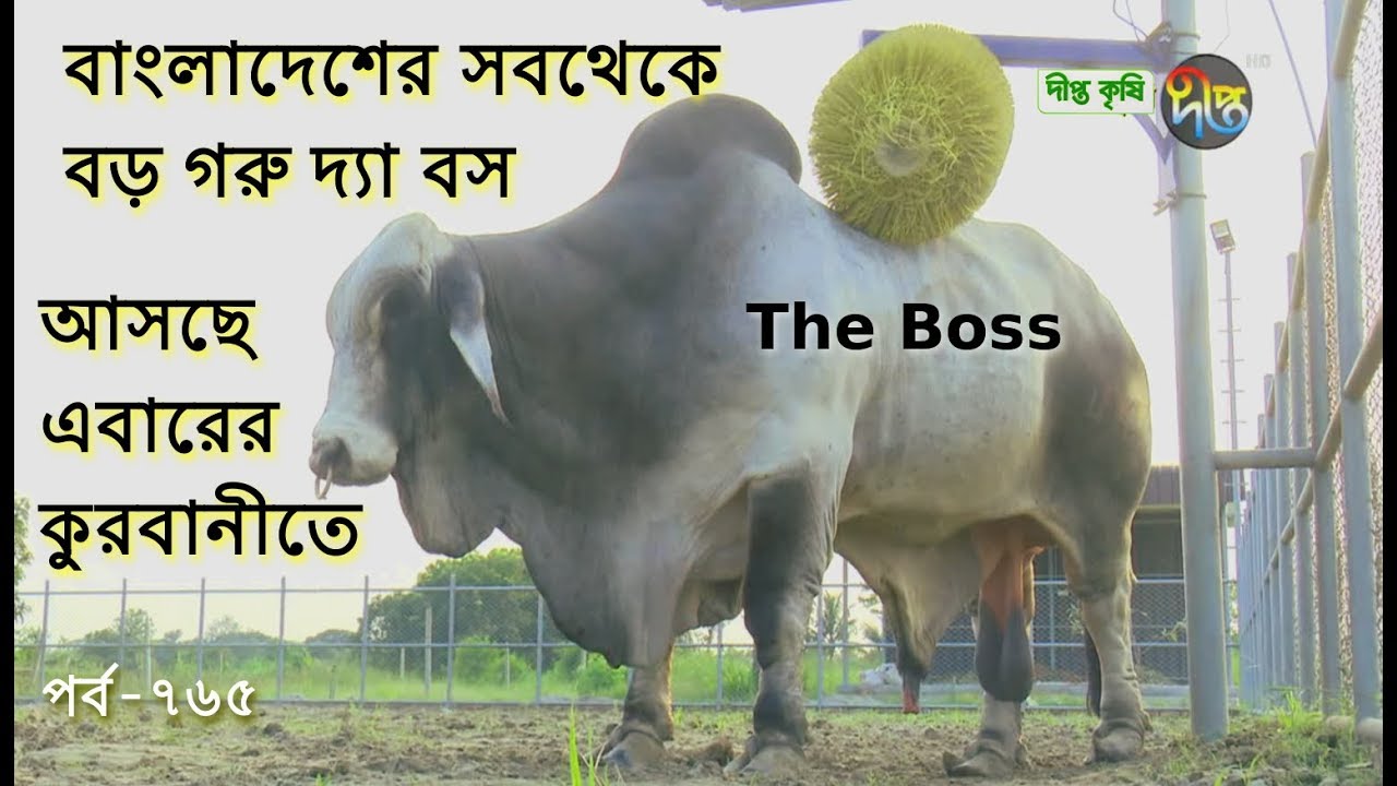 Deepto Krishi/দীপ্ত কৃষি- বাংলাদেশের সবথেকে বড় গরু দ্যা বস | Big Cow | সাভার | deepto tv |