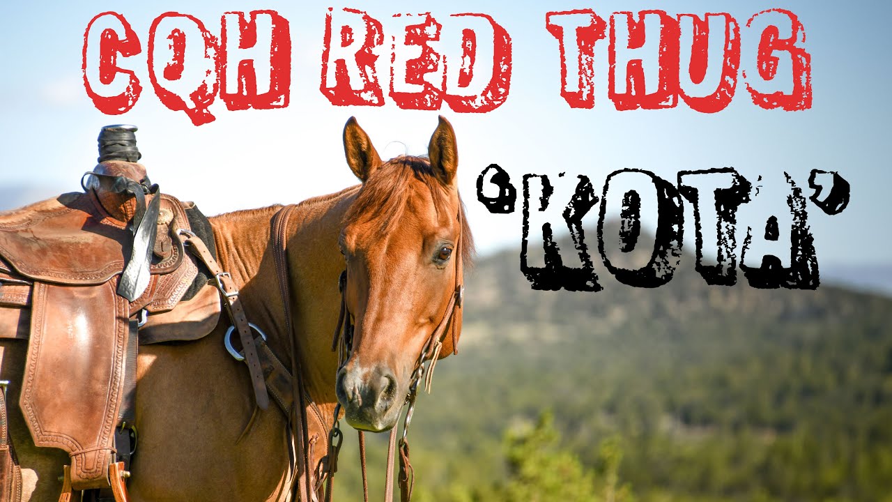 (SOLD) CQH RED THUG 2015 AQHA Gelding - Breakaway & Heel Horse -
