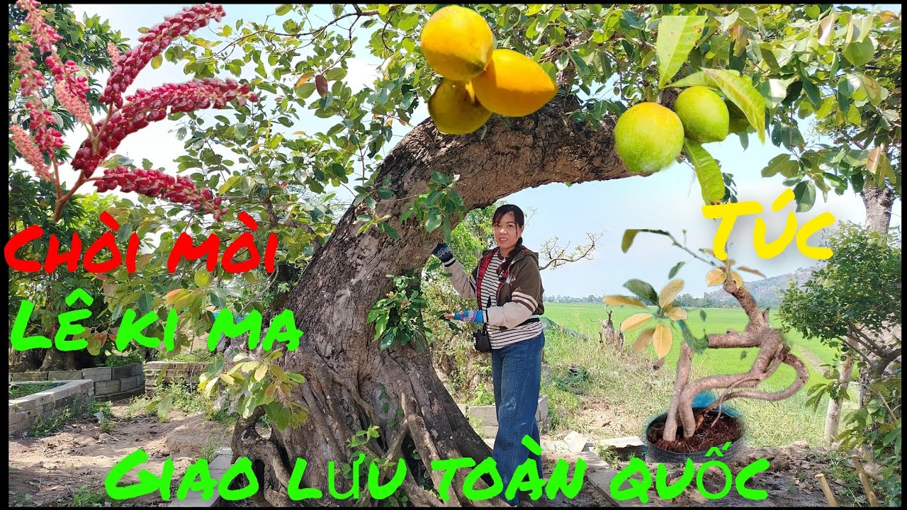 28/2 Giao lưu .lê ki ma Thái .chòi mòi .túc .dáng quái đẹp giá rẻ#lh0382354700# bao Síp ...