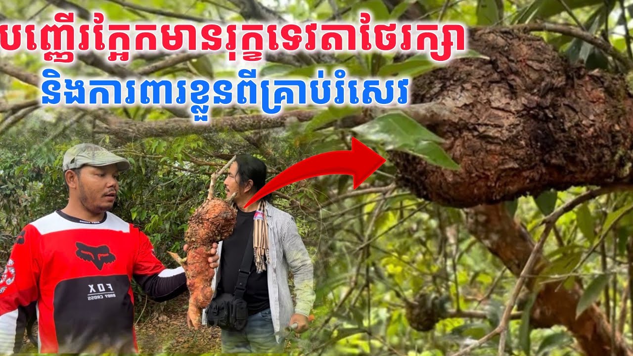 ដើមបញ្ញើរក្អែកមានទេវតាថែរក្សាប្រើការពារខ្លួនពីគ្រាប់រំសេវនិងការពារអំពើមន្តខ្មៅ