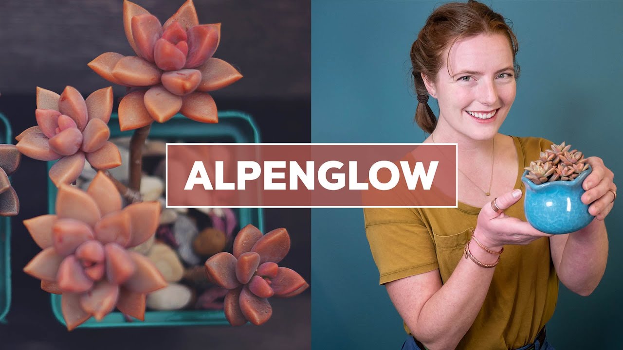 Graptosedum 'Alpenglow' Succulent - Important Plant Care Tips
