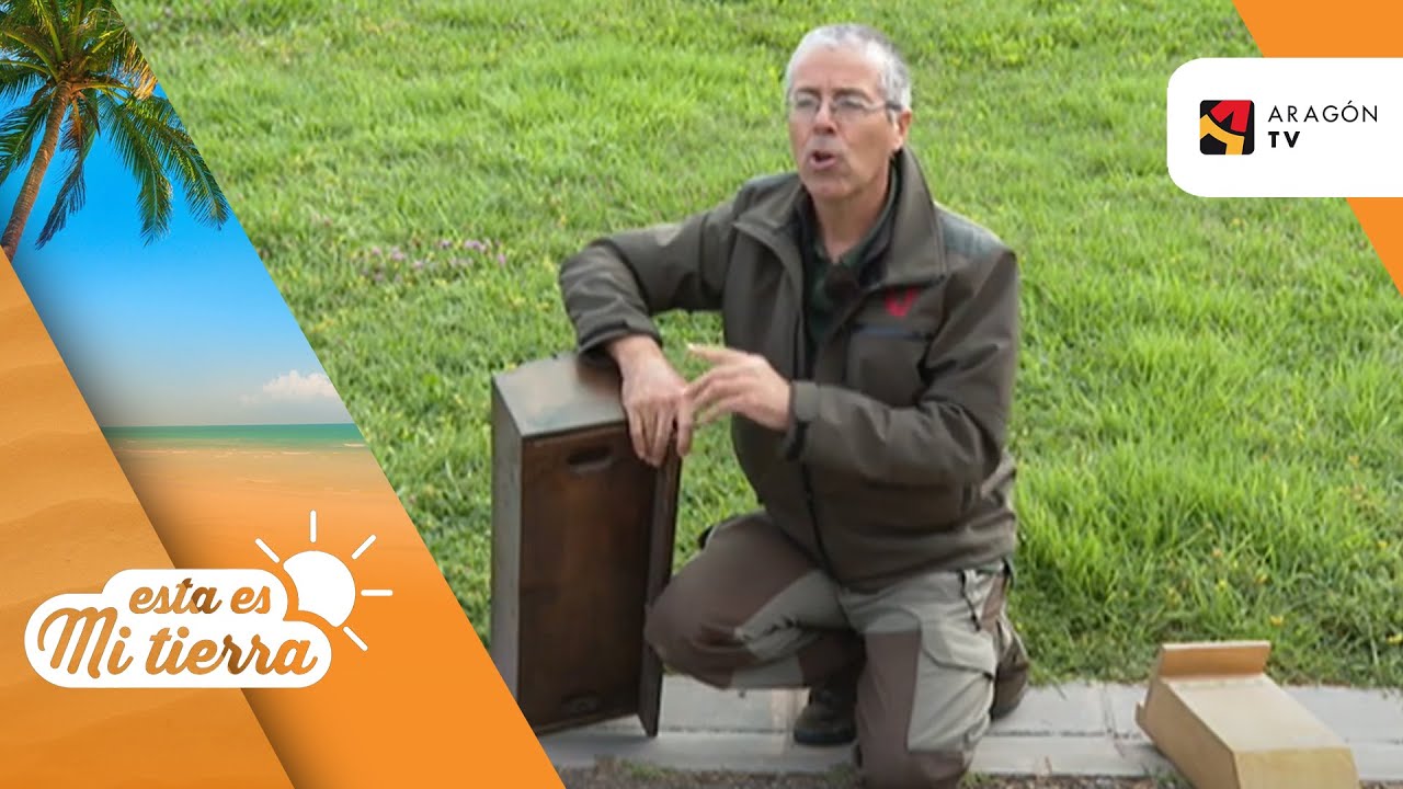 Cajas nido para vencejos