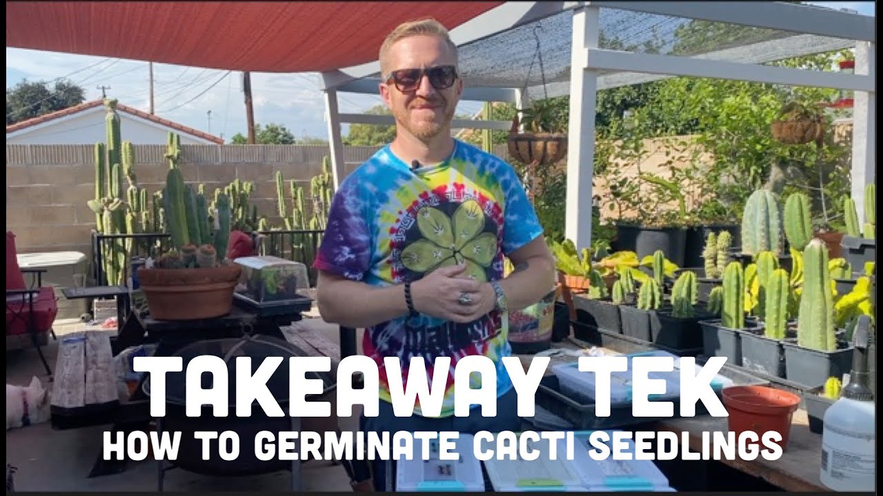 Takeaway Tek - A Comprehensive Guide for Germinating Cacti Seedlings l Mallacht’s Plants