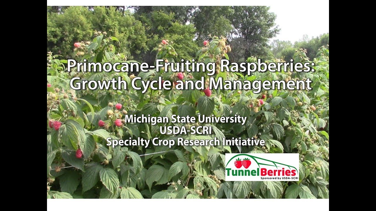 Primocane Fruiting Raspberries: Growth Cycle and Management