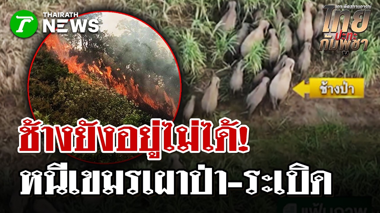วิกฤตสัตว์ป่าหนีตาย!  ช้างหนีเขมรเผาป่า-ระเบิด บุกสวนมะพร้าว | 11 มี.ค. 69 | ไทยรัฐนิวส์โชว์