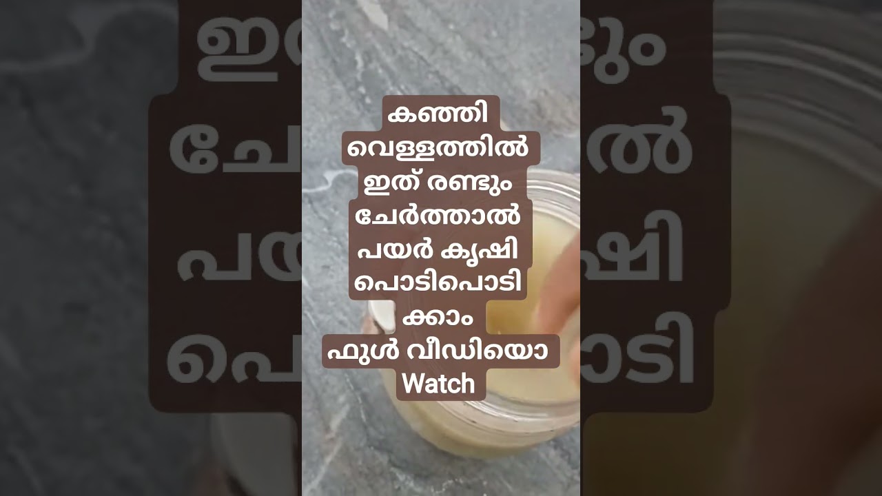 കഞ്ഞി വെള്ളത്തിൽ ഇത് രണ്ടും ചേർത്താൽ പയർ കൃഷി പൊടിപൊടിക്കാം #jaivakrishi #krishi #payar