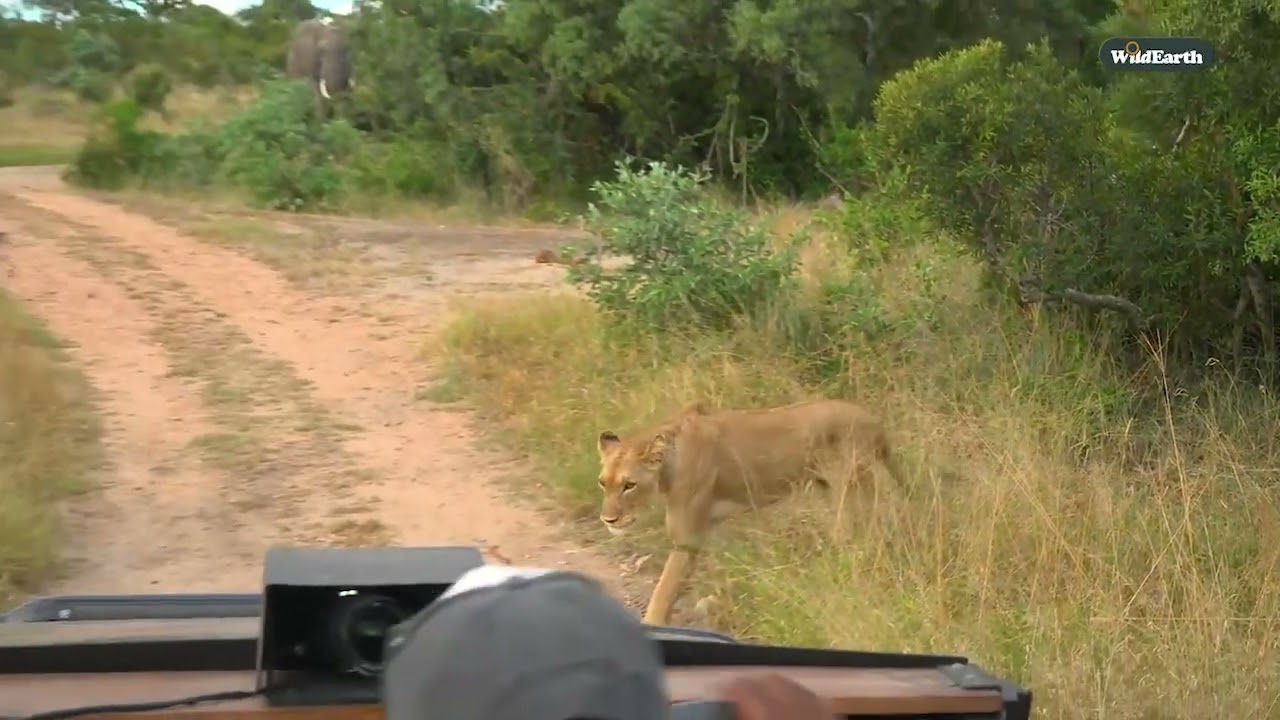 Elephant vs. lioness: The unexpected showdown