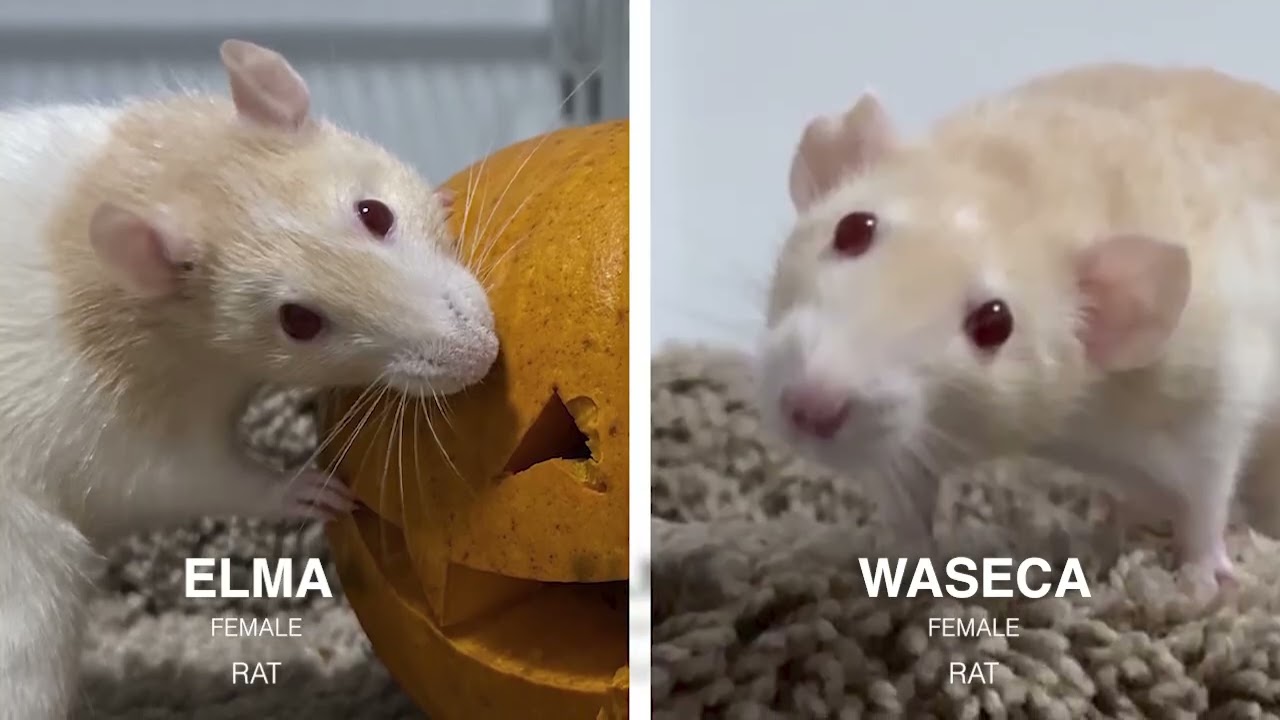July Adoptable Pocket Pets