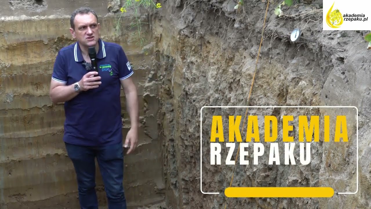 Rzepak ozimy - korzeń rzepaku 2 metry? Czy to możliwe? Jak to osiągnąć!