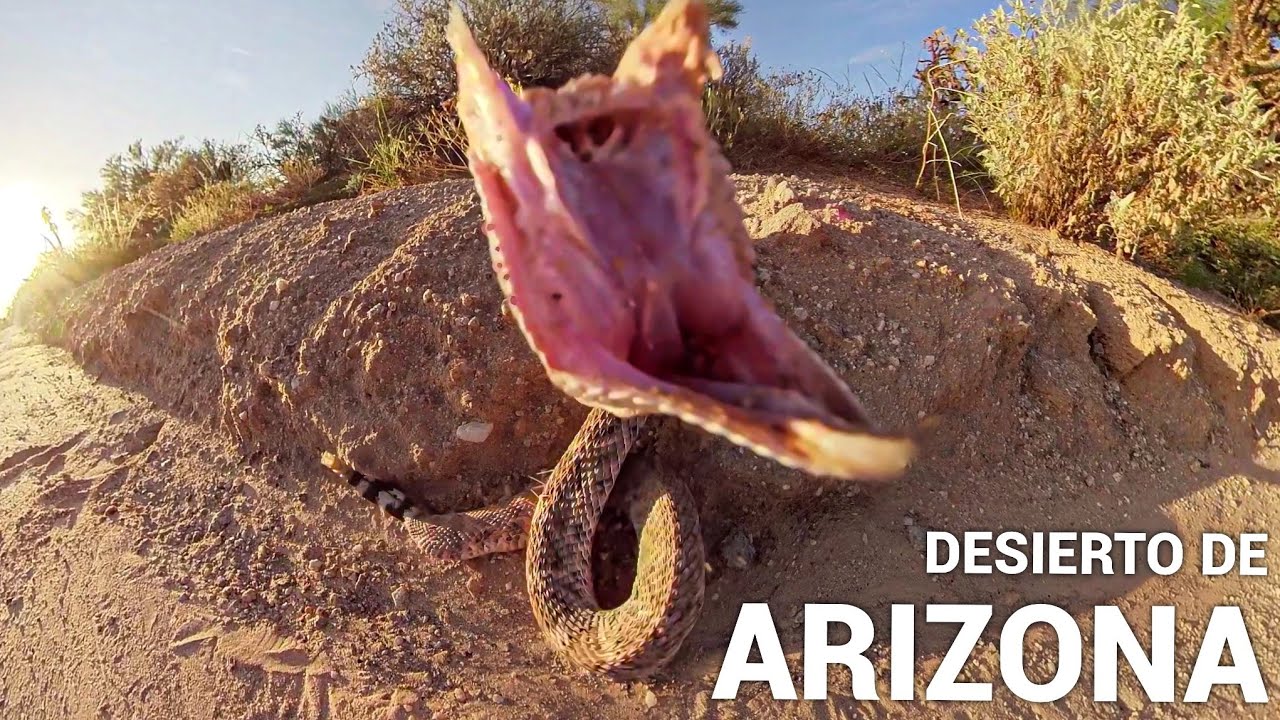 Los Peligros Del Desierto, Víboras, Terrenos Peligrosos, Accidentes!