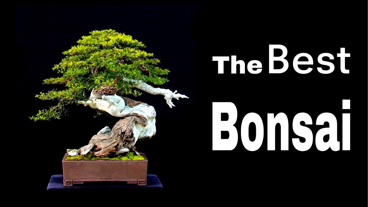 บอนไซ  :  The best bonsai 99 styles  | Bonsai picture