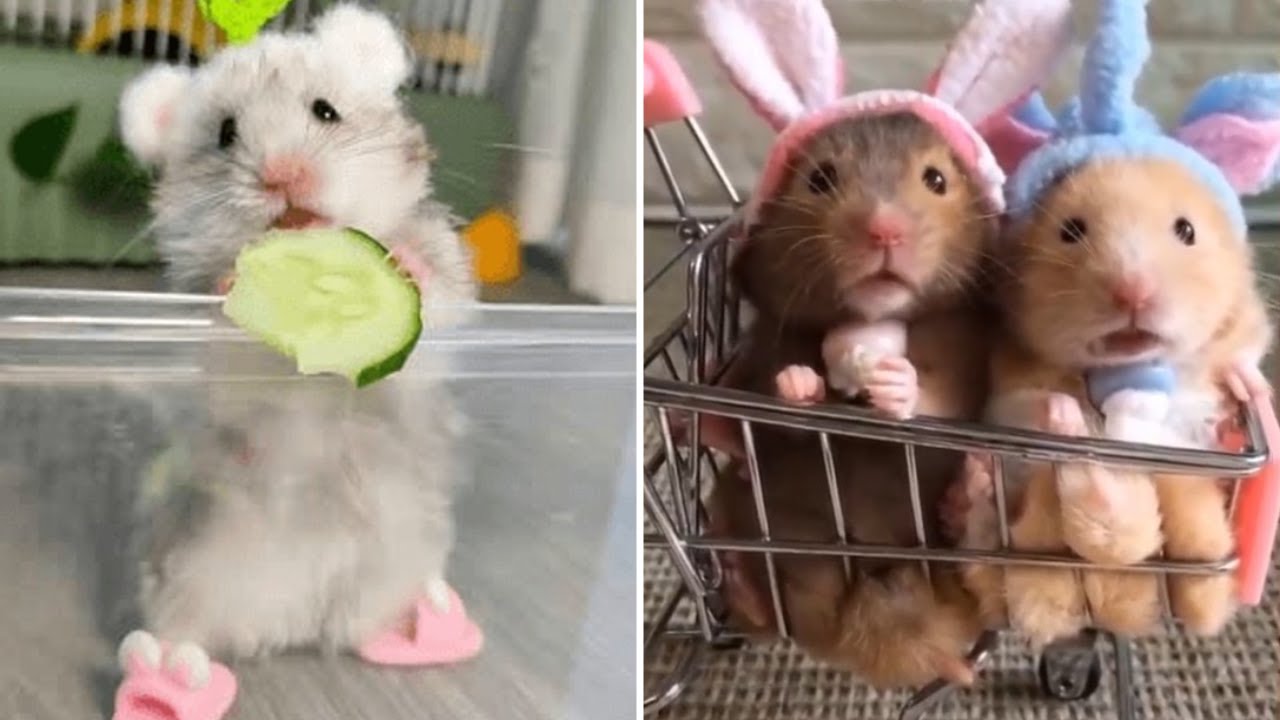 Funny Hamsters Videos 😂🐹 | Cute and Funny Moments 2025