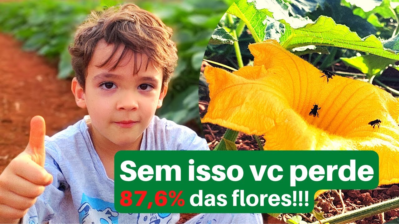 Como [POLINIZAR] o plantio do jeito CERTO!!! Abóbora e Melancia TOP