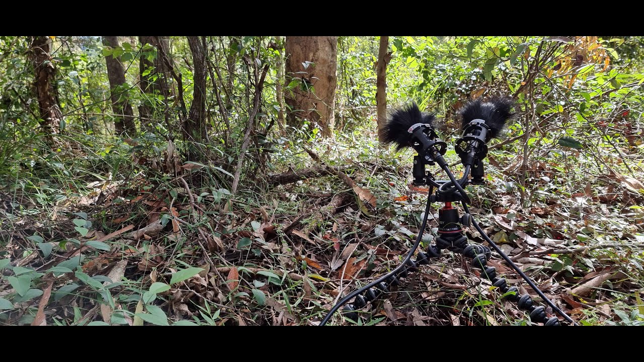 Field recording: South D'Aguilar National Park