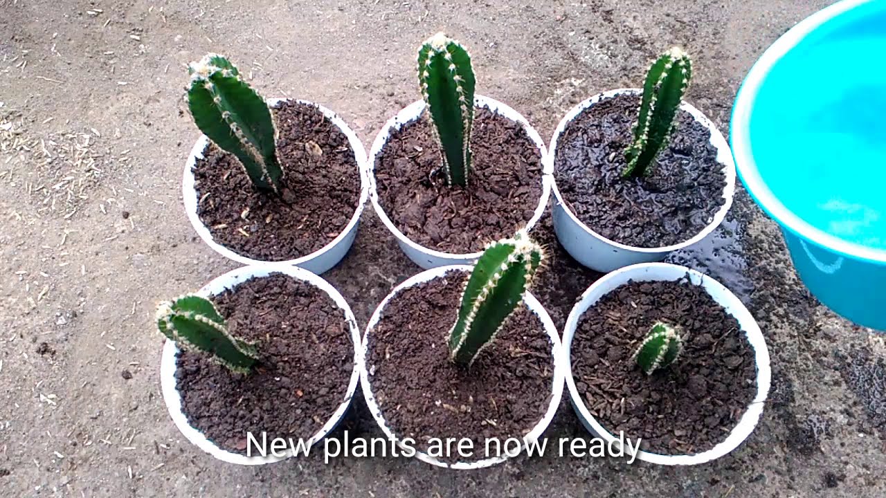 Fairy Castle Cactus Propagation from Cuttings