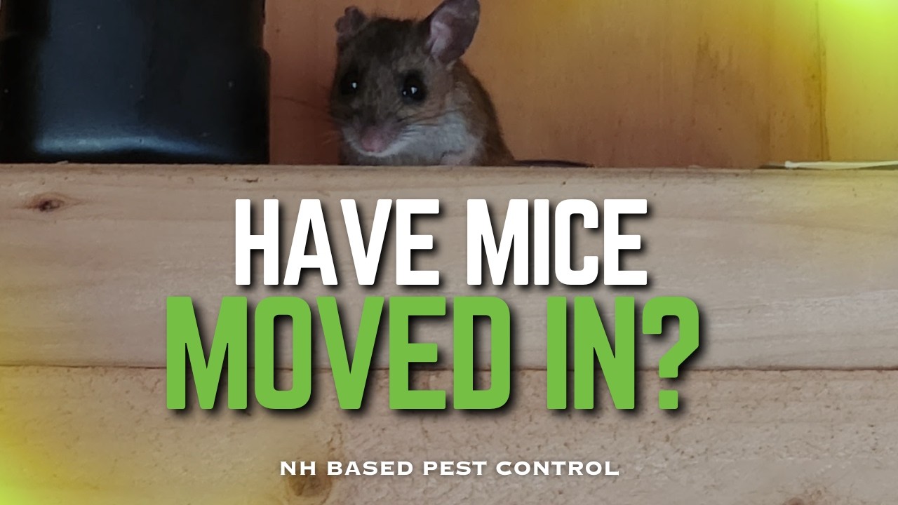 Mouse Exclusion Service: Stop Spring Rodent Activity Before It Spreads | #rodentcontrol