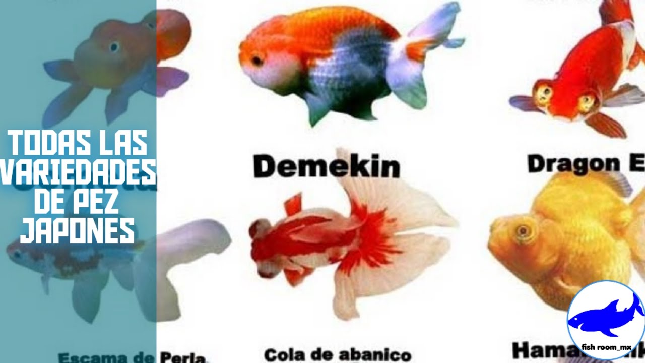 tipos de Goldfish