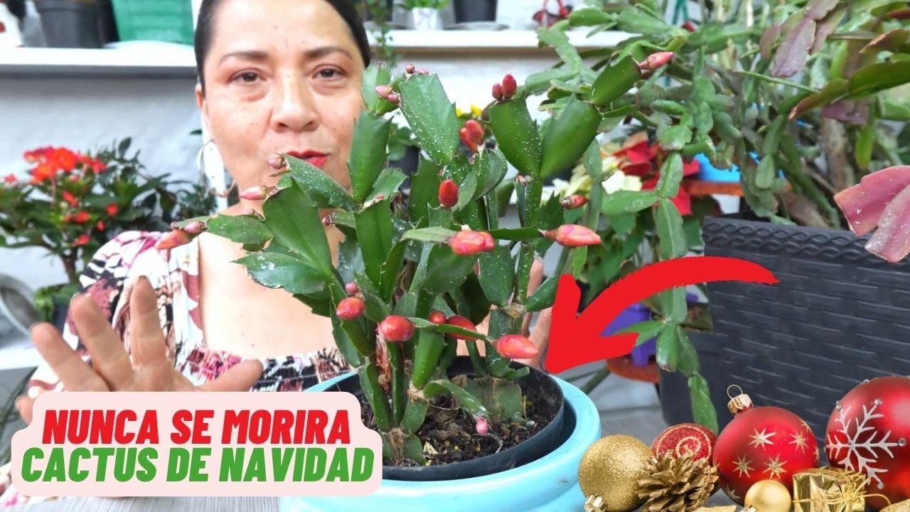 Guia Para Cactus de Navidad, Trucos y Floracion #cactusdenavidad