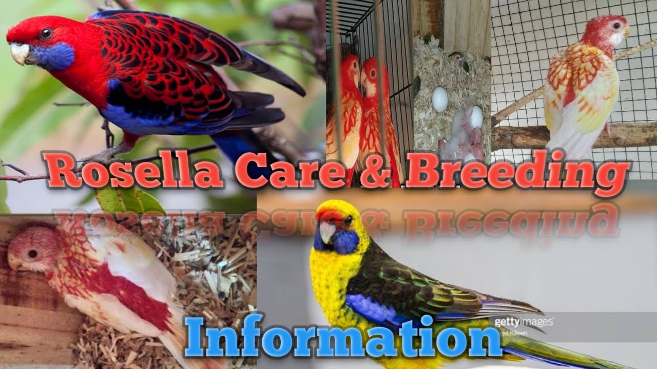 Rosella parrot complete Information