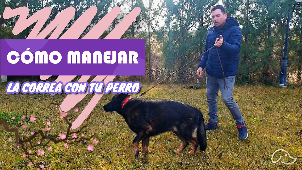 CÓMO manejar a TU PERRO con la CORREA (TRUCO FÁCIL y SEGURO)