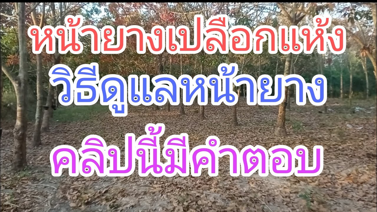 หน้ายางเปลือกแห้ง. วิธีดูแลหน้ายาง. คลิปนี้มีคำตอบ