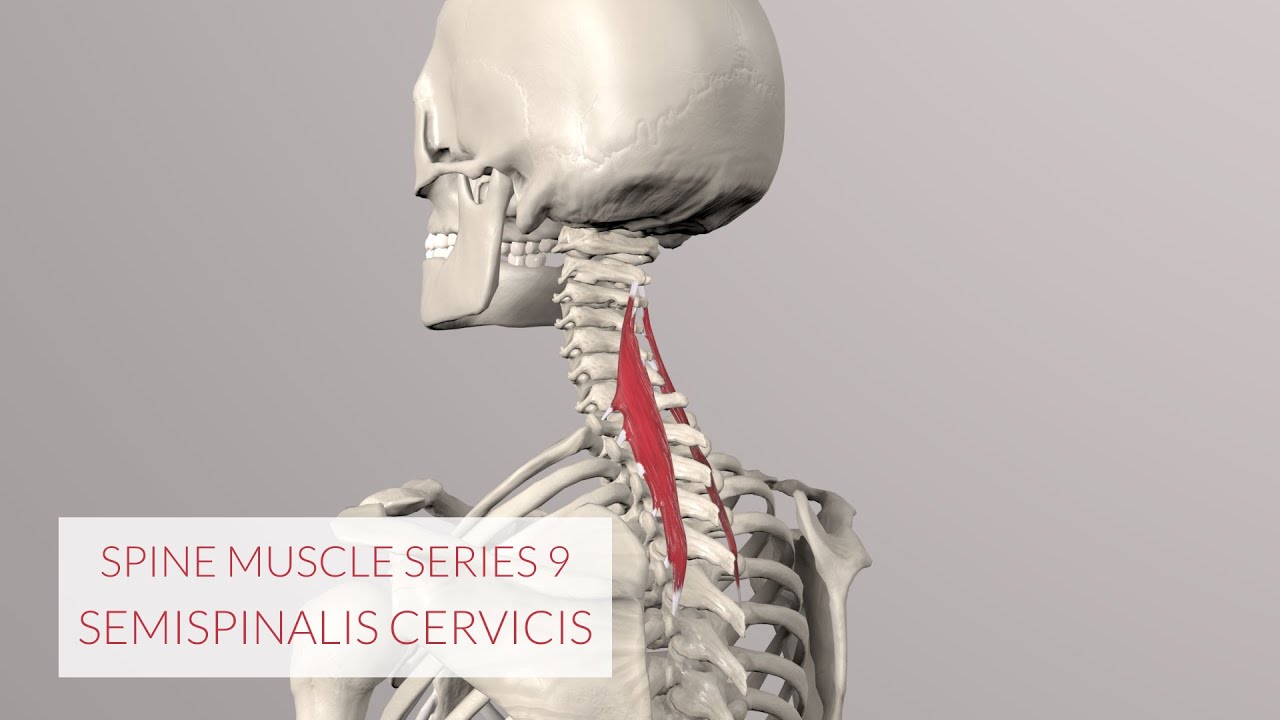 Spine Series Part 9, Neck Muscles: Semispinalis Cervicis beware mistake see description!