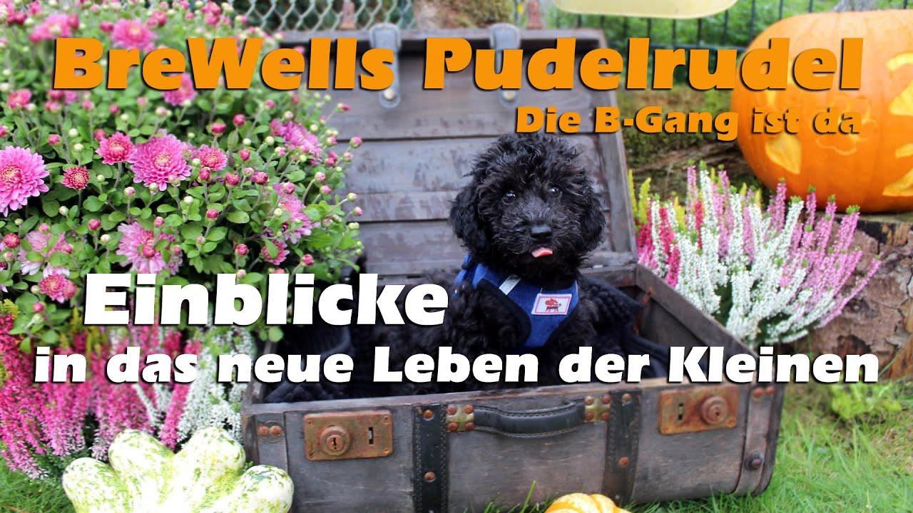 Zwergpudel - Einblicke in das neue Leben der Kleinen | Pfoten ausscheren |  Erstes Mal Leine laufen
