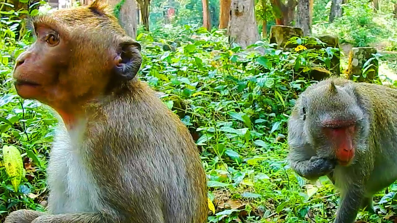 So Happy To See Jody Monkey And Jane To Meet!