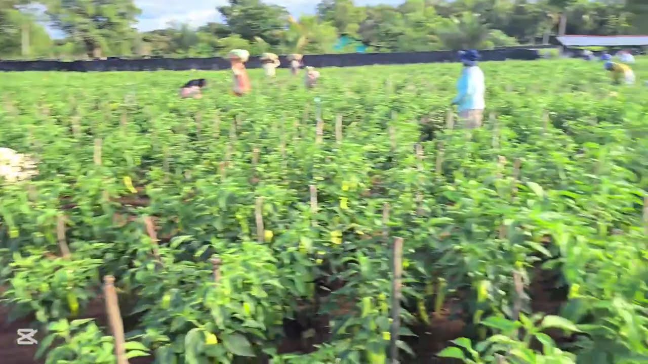 මාලු මිරිස් අස්වැන්න නෙලන ආකාරය 
