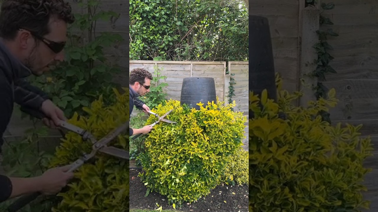 How Does He Do It?! Satisfying Bush Trim! 