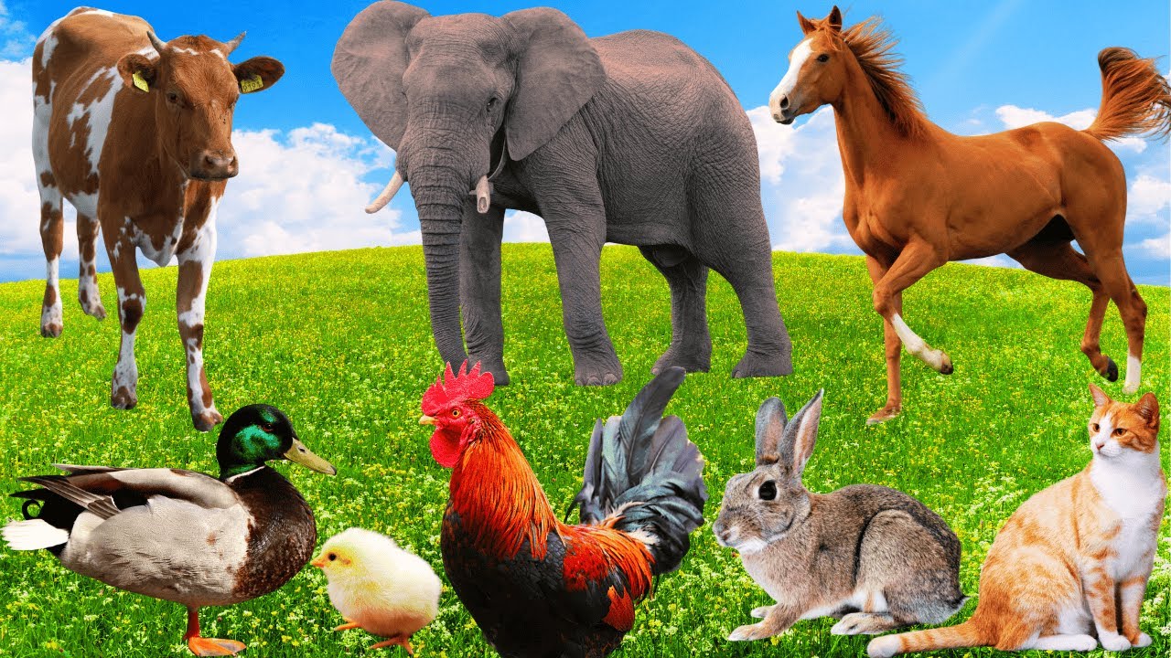 Farm Animal Food: Rabbit, Elephant, Goat, Puppy, Cow, Sheep, Horse, Peacock - Animal Sound, Animals