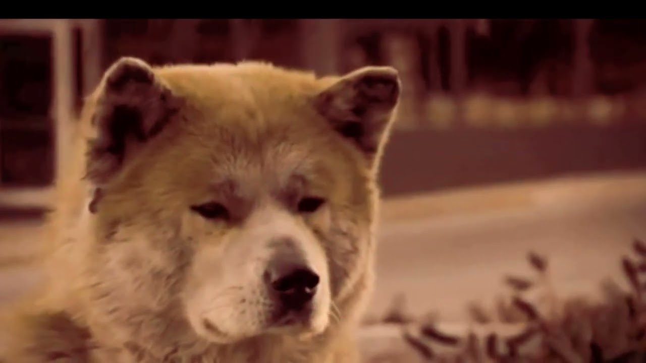 Hachi: A Dog's Tale a emotional movie Explained