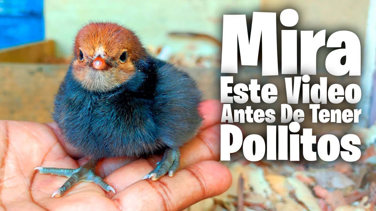 Debes Ver Este Video Antes de Tener Pollitos 🐥 C&oacute;mo cuidar Pollitos sin Gallina y con Gallina