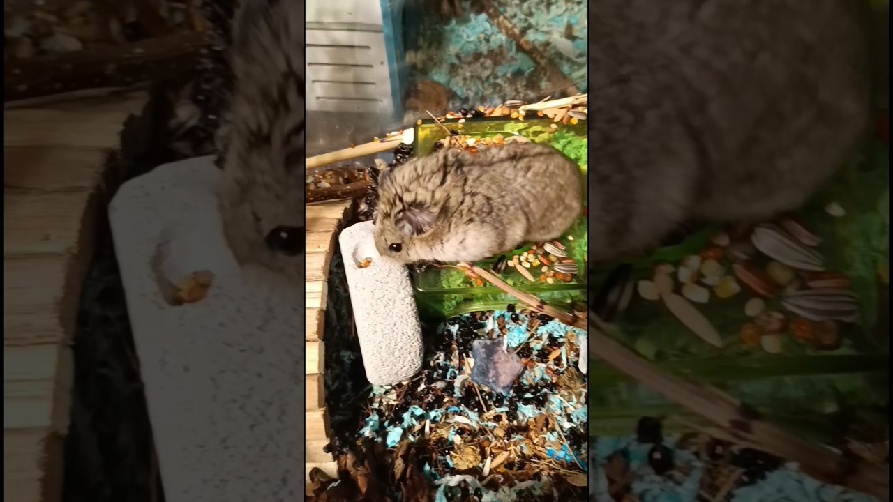 very cute hamster call name abu 😍