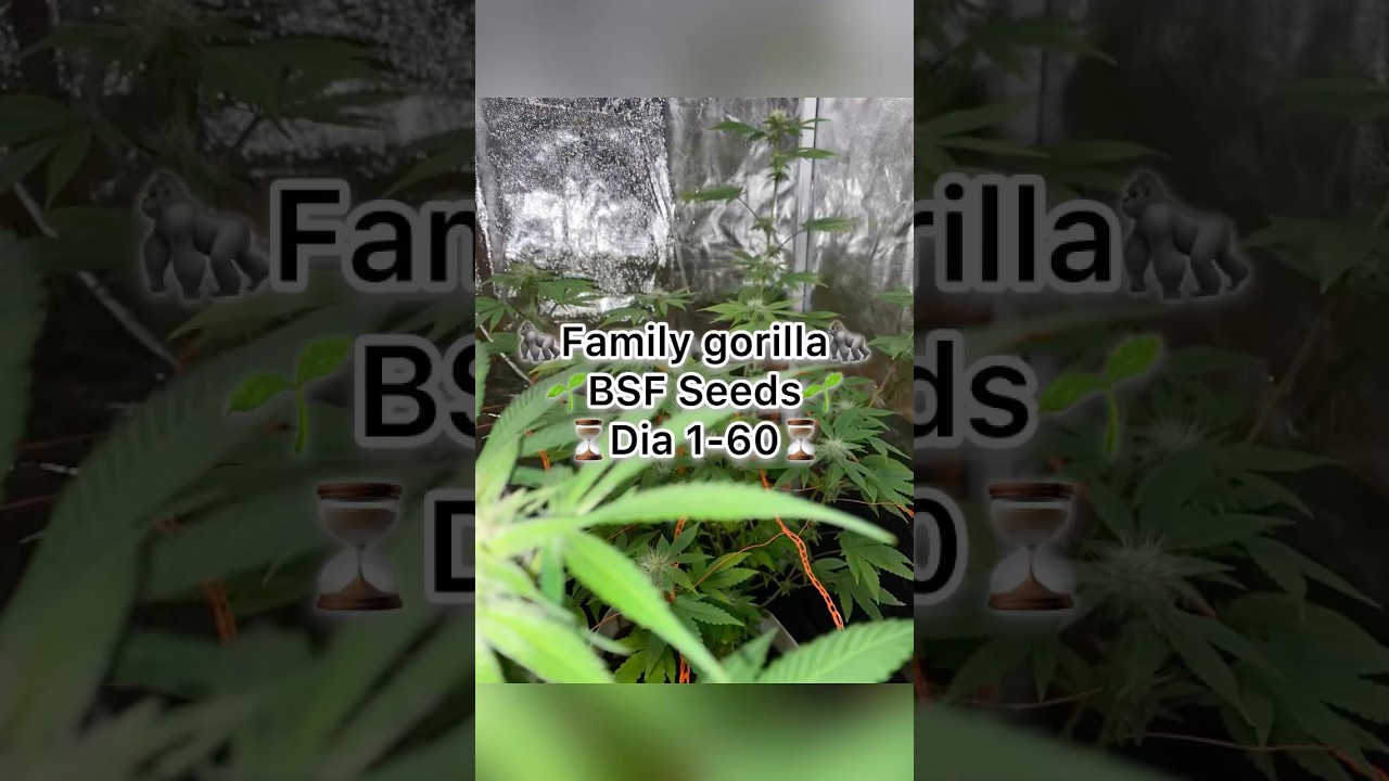 Dia 1-60 Timelapse indoor BSF Seeds📷 #cannabiscommunity420 #art #indoor #plants #fypage