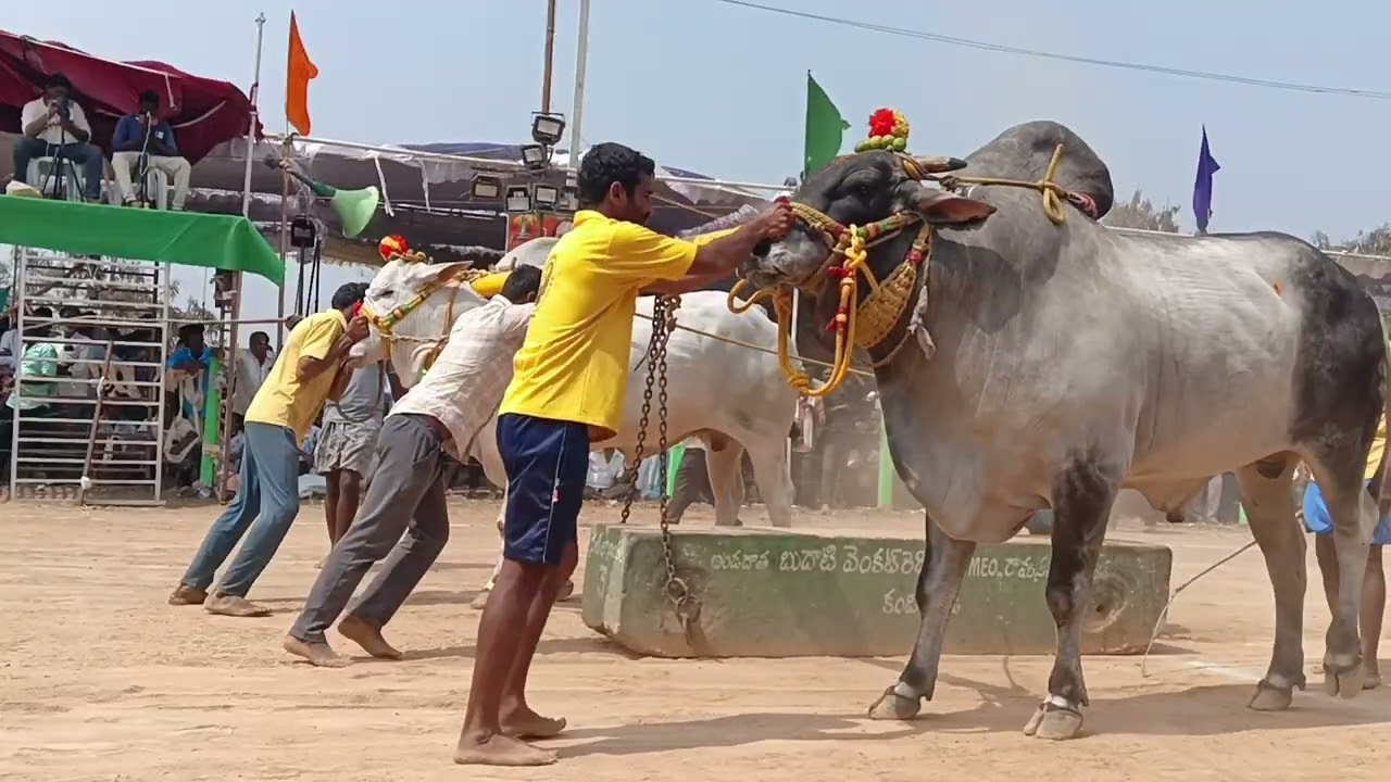 మేళ్లచెరువు  మొదటగా  కాడి విరగగొట్టిన జత 