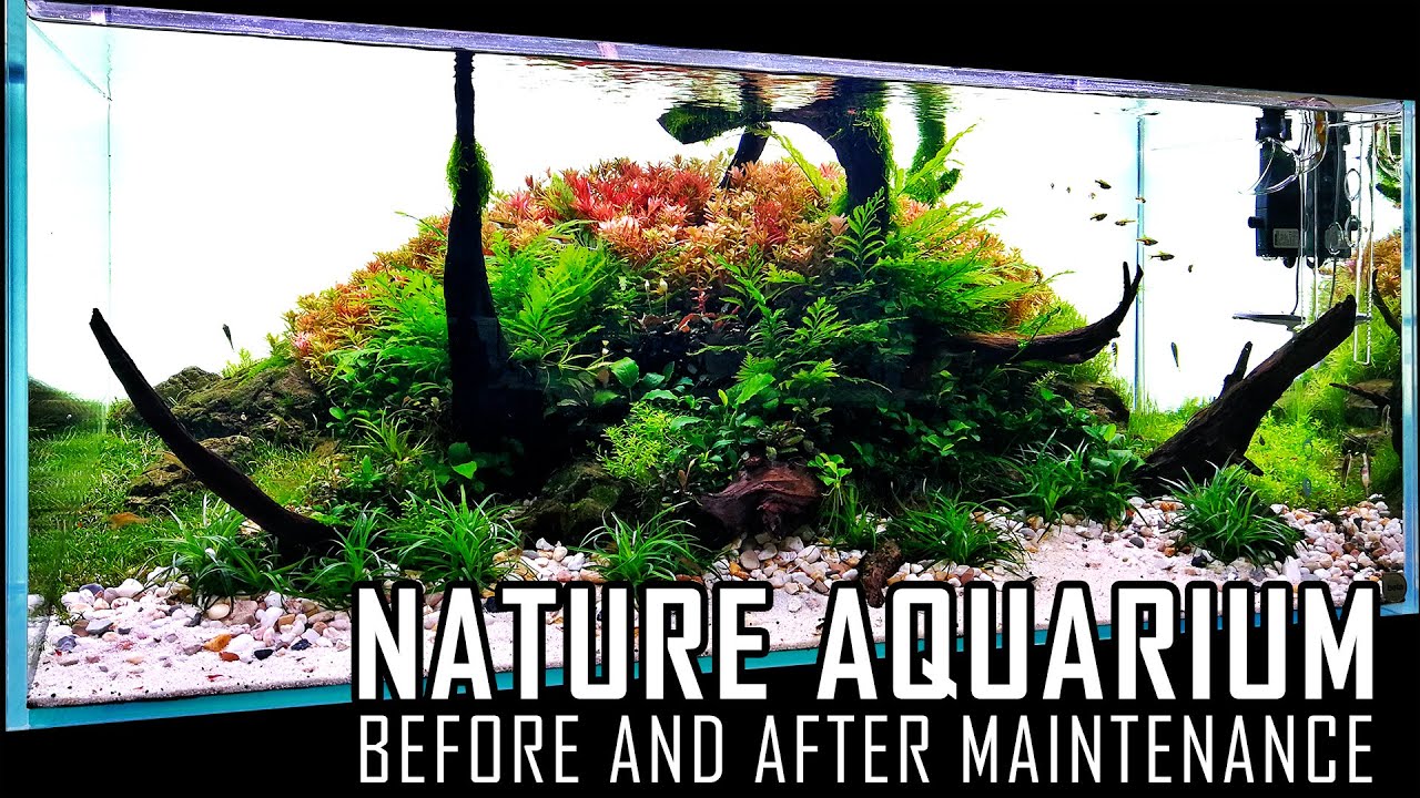120cm NATURE AQUARIUM | AFTER AND BEFORE MAINTENANCE