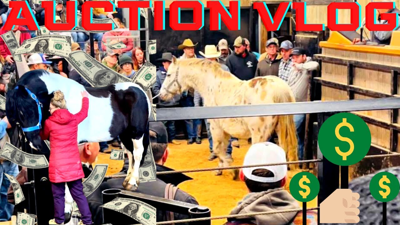 A TRIP TO THE HORSE AUCTION…
