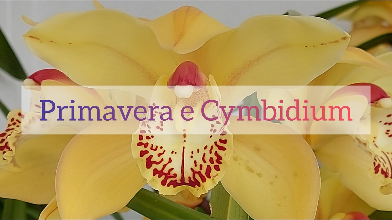 Cymbidium: le cure di inizio primavera per un ottimo inizio