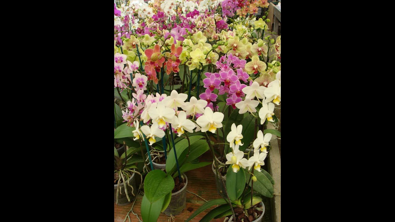 Tutto sulle Phalaenopsis video n° 3 - Masdevallia tovarensis biancjssima, purissima, bellissima