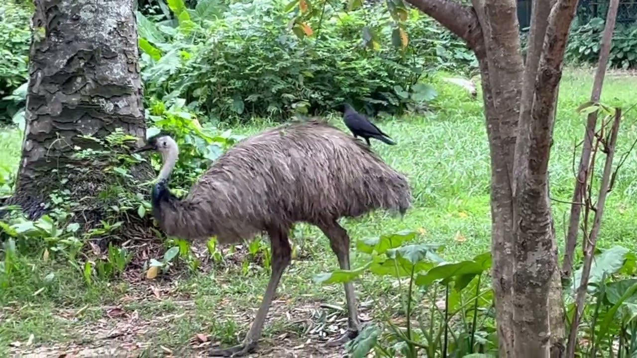 【20260224 Part7】Zoo Negara Malaysia (马来西亚国家动物园)