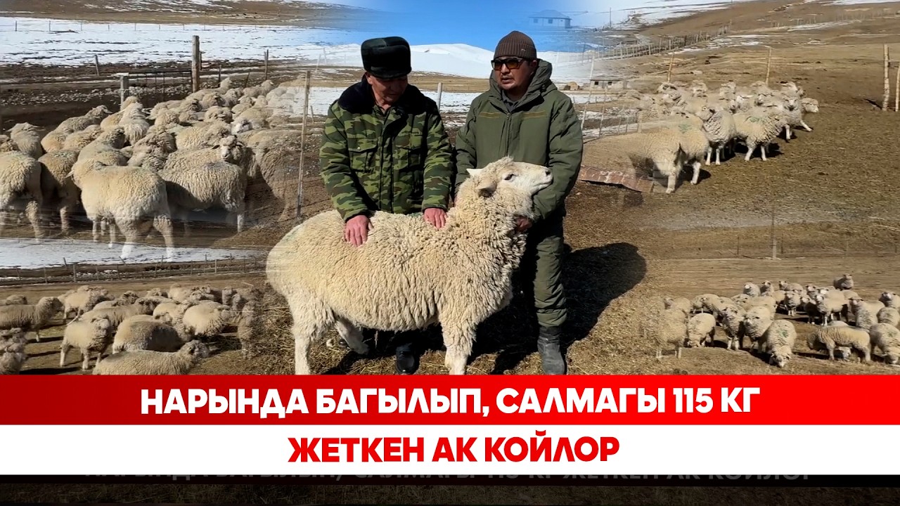 Нарында багылып, салмагы 115 кг жеткен ак койлор