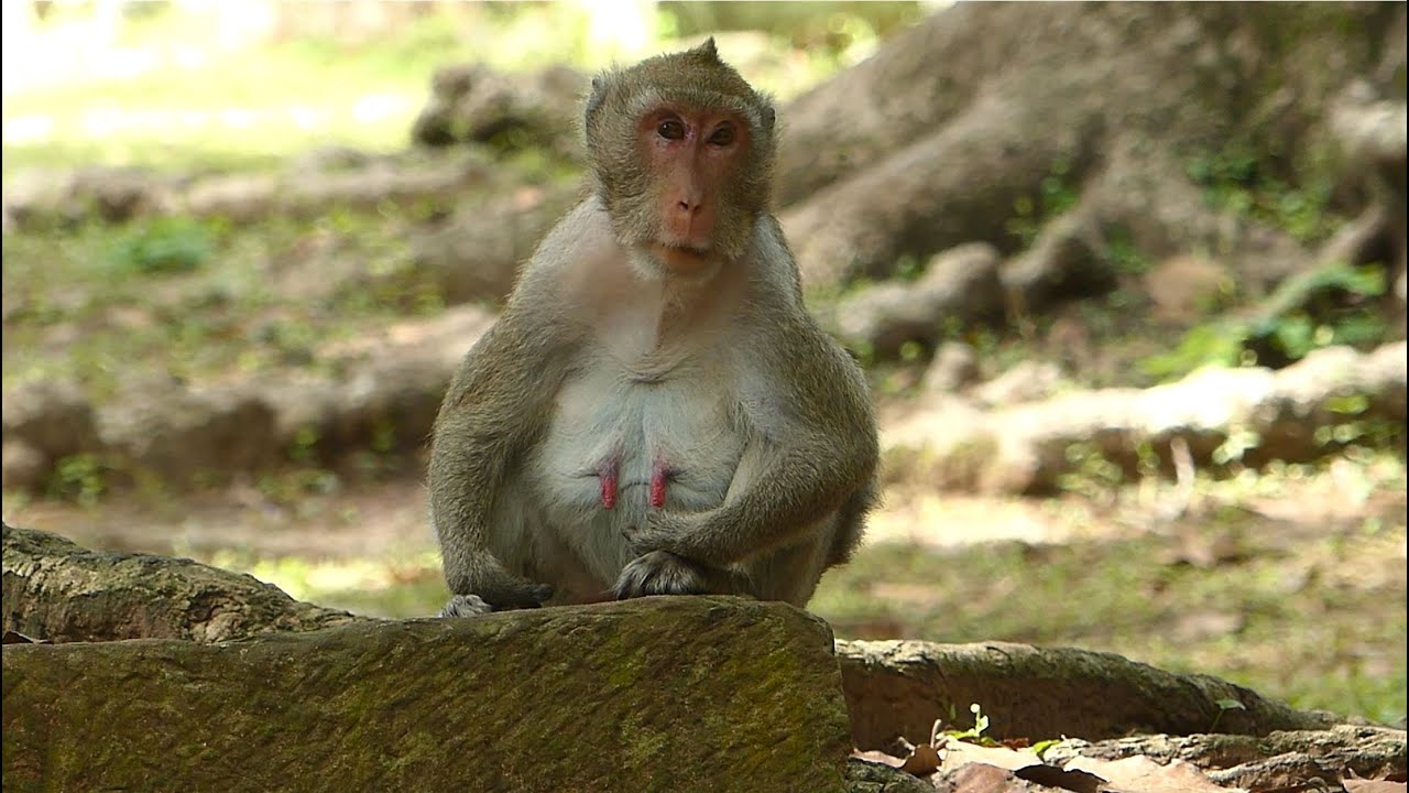 We Are Waiting For Jane Newborn Baby Monkey