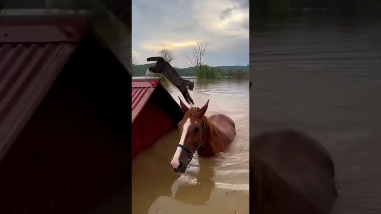 Cat Rides a Horse to Escape Floods!