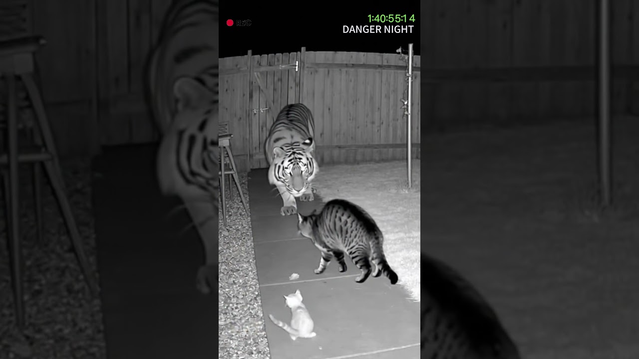 cat vs tiger ，danger night 02#funny #animals #dangerous
